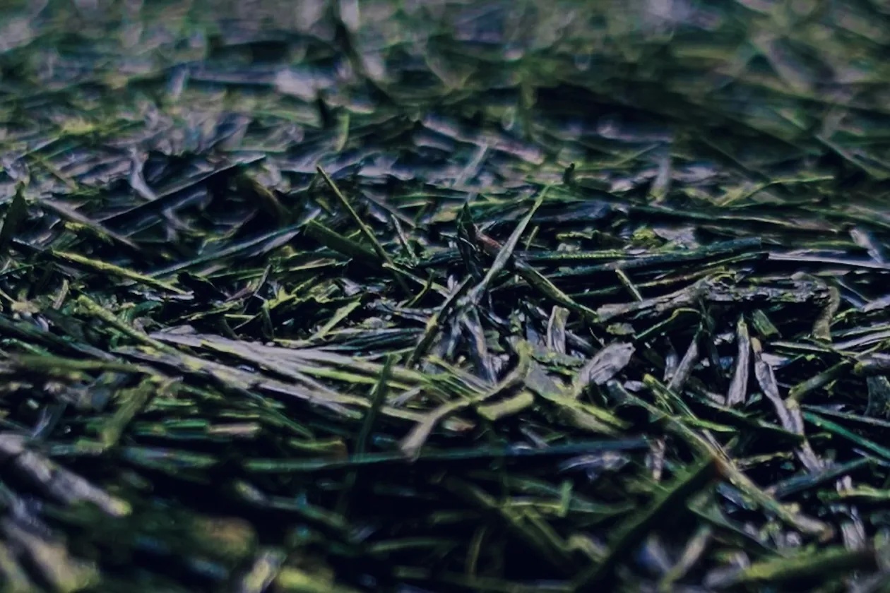 玉露の茶葉