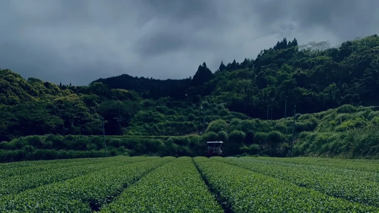山あいの茶畑